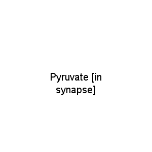 Pyruvate [in synapse]